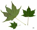 SpeciesSub: f. ambiguum SpeciesSub: f. ambiguum